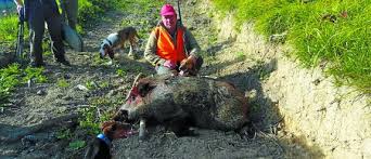 Un cazador de Tolosaldea abate un ejemplar récord de 142 kilos
